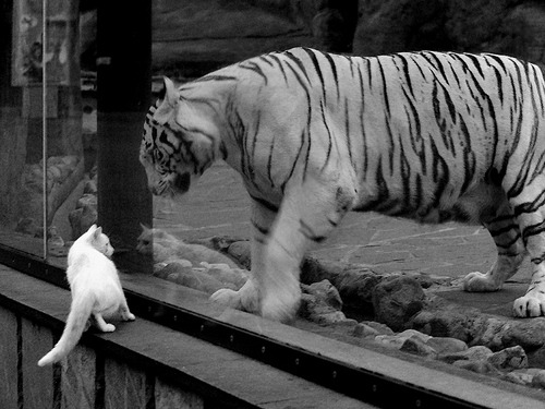 Kaiyun(中国)开云-花滑国家集训队公开课吸引上千观众现场观看，中国花滑训练