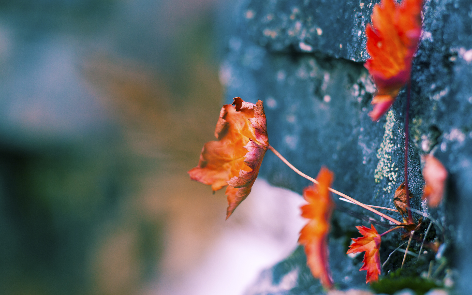开云体育在线赛事直播-麦金托什女子自由泳项目冉冉升起新星，麦金托什的著名作品